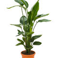 Strelitzia nicolai, Tuff, im 26cm Topf, Hhe 110cm, Breite 70cm