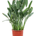 Strelitzia reginae (110-140), Tuff (mit Blumen-Knospen), im 34cm Topf, Hhe 140cm, Breite 65cm