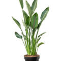 Strelitzia reginae (80-100), Tuff, im 30cm Topf, Hhe 100cm, Breite 60cm