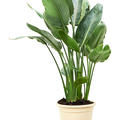 Strelitzia reginae (80-110), Tuff 3/4pp, im 24cm Topf, Hhe 95cm, Breite 55cm