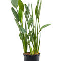 Strelitzia reginae, Tuff, im 34cm Topf, Hhe 150cm, Breite 60cm