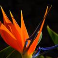 Strelitzie (Strelitzia reginae)