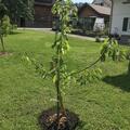 Ssskirsche Giorgia, Prunus avium