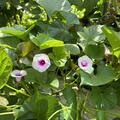 Ssskartoffel Sugabeauty 'Blooming Lady', Ipomoea batatas Sugabeauty 'Blooming Lady'
