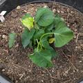 Ssskartoffel Sugaroot 'White', Ipomoea batatas