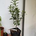 Switrus Citrangequat 'Thomasville', (Citrus sinensis x Poncirus trifoliata) x Fortunella margarita