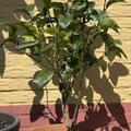 Switrus Grapefruit 'Trifeola', Citrus x tangelo 'Minneola' x Poncirus trifoliata