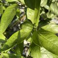 Switrus Mandarine 'Sanford Curafora', (Citrus sinensis x Poncirus trifoliata) x Citrus reticulata