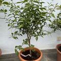 Switrus 'Yuzu Nr. 3', Citrus junos