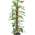 Syngonium mottled 'Mojito', Moosstab 120, im 27cm Topf, Hhe 140cm, Breite 60cm