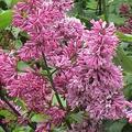 Syringa prestoniae 'Redwine', XXL Gehlze Hinrichs