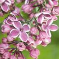 Syringa vulgaris 'Sensation', Syringa vulgaris