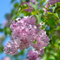 Syringa, Flieder, Marechal Foch