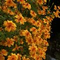 Tagetes kleinblumig 'Gnom', Tagetes tenuifolia 'Gnom' orange