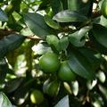 Tahiti Limette (Citrus latifolia)