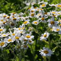 Tanacetum balsamita