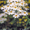 Tanacetum corymbosum