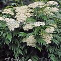 Tanacetum macrophyllum, Staude, Pppel