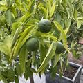 Tardivo-Clementine 'Tardivo', Citrus clementina 'Tardivo'