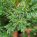 Taxus baccata Westerstede