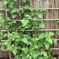 Taybeere 'Easy Tay', Rubus fruticosus x idaeus