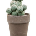 Tephrocactus geometricus, Verzweigt, im 17cm Topf, Hhe 45cm, Breite 30cm