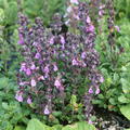 Teucrium chamaedrys