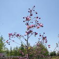 Thalictrum delavayi Splendide