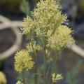 Thalictrum Flavum ssp. glaucum