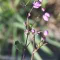 Thalictrum rochebrunianum