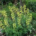 Thermopsis chinensis