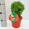 Kuschel-Lebensbaum, Thuja 'Teddy' im roten Dekotopf