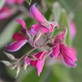 Lespedeza thunbergii Thunbergs Buschklee Blte