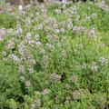 Thymus speciosum 'Akazie'