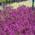 Thymus praecox 'Purpurteppich'