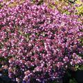 Thymus serpyllum 'Coccineus'