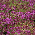 Thymus serpyllum 'Creeping Red'