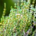 Thymus vulgaris, Thymus vulgaris