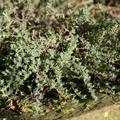 Thymus x cherlerioides 'Duftkissen'  -R-