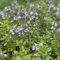 Thymus x citriodorus 'Golden Dwarf', Thymus x citriodorus 'Golden Dwarf'
