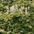 Tiarella cordifolia 'Moorgrn'