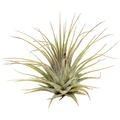 Tillandsia ionatha green 20/box, Airplant, Hhe 8cm