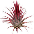 Tillandsia ionatha red 20/box, Airplant, Hhe 8cm