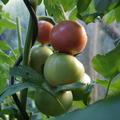 Tomate 'Berner Rosen', Solanum lycopersicum 'Berner Rosen'