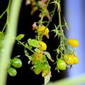 Tomaten 'Dattelwein' Samen, Solanum lycopersicum