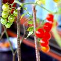 Tomaten 'Resi' Samen, Solanum lycopersicum