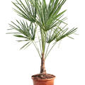 Trachycarpus fortunei (120-140), Stamm (20-30), im 33cm Topf, Hhe 130cm, Breite 75cm