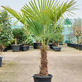 Trachycarpus fortunei, Stamm (30-40), im 33cm Topf, Hhe 160cm, Breite 90cm