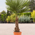 Trachycarpus fortunei, Stamm (50-60), im 40cm Topf, Hhe 165cm, Breite 100cm