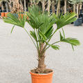 Trachycarpus wagnerianus, Stamm (30-40), im 32cm Topf, Hhe 130cm, Breite 80cm